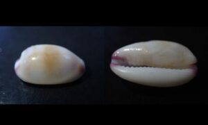 Small-toothed cowry - Kori (কড়ি) - Purpuradusta minoridens - Type: Sea_snails