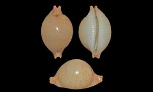 Chick-pea cowrie - Kata koyre (কাঁটা কড়ি) - Pustularia cicercula - Type: Sea_snails