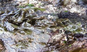 Laverbread, Purple laver - Not Known - Pyropia lanceolata - Type: Seaweeds