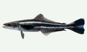 Cobia, Black King Fish - Shagor Gazar/Shol (সাগর গজার/শোল), Raj gazari (রাজ গজারী) - Rachycentron canadum - Type: Bonyfish