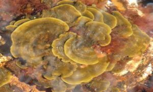 Not Known - Not Known - Ralfsia fungiformis - Type: Seaweeds