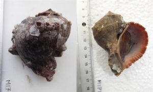 Turnish shaped rapa - Tikk shamuk (টীক শামুক), Mota hock (মোটা হুক) - Rapana rapiformis - Type: Sea_snails