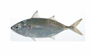 Indian mackerel - Kauwa (কাউয়া), Maitta (মাইট্টা) - Rastrelliger brachysoma - Type: Bonyfish