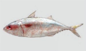 Island Mackerel - Kauwa (কাউয়া), Maitta (মাইট্টা) - Rastrelliger faughni - Type: Bonyfish