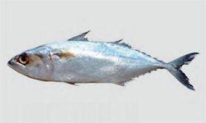 Indian Mackerel, Longjaw Mackerel - Aila (আইলা), Chompa (চম্পা) - Rastrelliger kanagurta - Type: Bonyfish