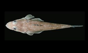 Tuberculated Flathead - Sagor baila (সাগর বাইলা) - Ratabulus tuberculatus - Type: Bonyfish