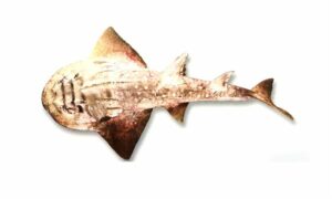 Bowmouth guitarfish,mud skate, shovelnose ray - Titamari (টিটামারি) - Rhina ancylostomus - Type: Ray