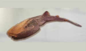 Whale Shark - Timi hangor (তিমি হাঙ্গর), Bagha Hangor (বাঘা হাঙ্গর) - Rhincodon typus - Type: Shark