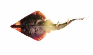 Annandale's guitarfish,Annandale's shovelnose ray - Matia bailla (মাটিয়া বাইলা), Titamari (টিটামারি) - Rhinobatos annandalei - Type: Ray