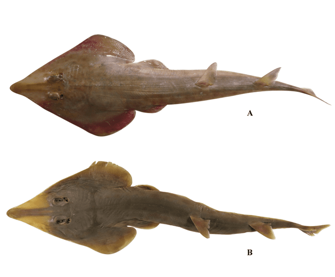 Rhinobatos ranongensis - Marine Biodiversity Portal of Bangladesh