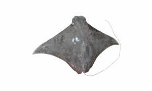 Flapnose ray - Ghabri (ঘাবড়ি), Shankhachil (শঙ্খচিল) - Rhinoptera javanica - Type: Ray