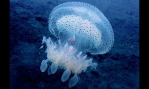 Jellyfish - Jellyfish (জেলিফিশ) - Rhopilema hispidum - Type: Jellyfish