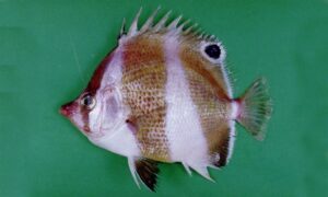 Indian golden-barred butterfly fish - Projapati machh (প্রজাপতি মাছ), Tilok projapoti (তিলক প্রজাপতি), Sundori mach (সুন্দরী মাছ) - Roa jayakari - Type: Bonyfish