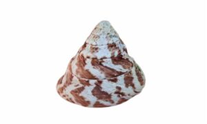 Commercial top, Button shell - Pahar shamuk (পাহাড় শামুক), Shanko shamuk (শঙ্ক শামুক) - Rochia nilotica - Type: Sea_snails