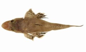 Flat Head - Sagor baila (সাগর বাইলা) - Rogadius pristiger - Type: Bonyfish