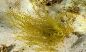 Not Known - Not Known - Rosenvingea orientalis - Type: Seaweeds