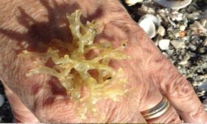 Not Known - Not Known - Rosenvingea sanctae-crucis - Type: Seaweeds