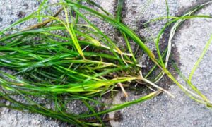 Widgeon grass - - Ruppia maritima - Type: Seagrass