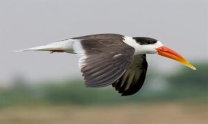 Indian Skimmer - Deshi Gangchosha (দেশি গাঙচষা), Panikata/Jolchor (পানিকাটা/জলচর ) - Rynchops albicollis - Type: Marine_birds