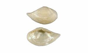 Nut clam - Kan chilon (কান ছিলন) - Saccella commutata - Type: Bivalve