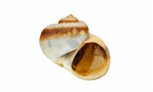 - - Salinator fragilis - Type: Sea_snails