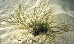 Not Known - Not Known - Sarconema filiforme - Type: Seaweeds