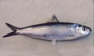 Gold stripe sardine - Sonali takiya (সোনালী তাকিয়া), Chapila (চাপিলা), Khoyra (খয়রা) - Sardinella gibbosa - Type: Bonyfish