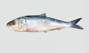 Indian Oil Sardine - Chapila (চাপিলা), Takkara (টাক্কারা) - Sardinella longiceps - Type: Bonyfish