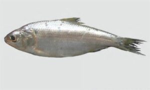 Blacktip sardinella - Chandana ilish (চন্দনা ইলিশ), Kalotip takiya ( কালটিপ তাকিয়া) - Sardinella melanura - Type: Bonyfish