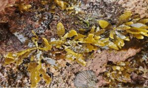 Binder's sargassum weed - Not Known - Sargassum aquifolium - Type: Seaweeds