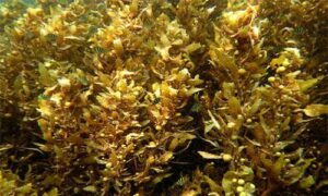 Not Known - Not Known - Sargassum arnaudianum - Type: Seaweeds