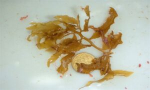 Binder's sargassum weed - Not Known - Sargassum carpophyllum - Type: Seaweeds
