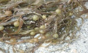 Not Known - Not Known - Sargassum filipendula - Type: Seaweeds