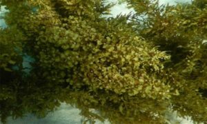 Not Known - Not Known - Sargassum ilicifolium - Type: Seaweeds