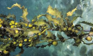 Sargassum weed - Not Known - Sargassum oligocystum - Type: Seaweeds