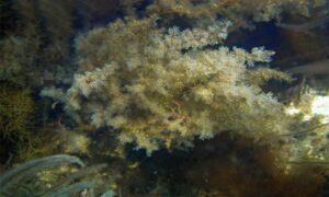 Hai Hao Zi, Da Haoi Zi (Japan, China, Korea) - Not Known - Sargassum pallidum - Type: Seaweeds
