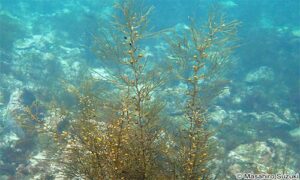 Not Known - Not Known - Sargassum piluliferum - Type: Seaweeds