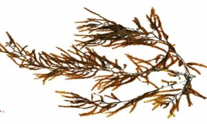 Not Known - Not Known - Sargassum platycarpum - Type: Seaweeds