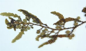 Not Known - Not Known - Sargassum polycystum - Type: Seaweeds