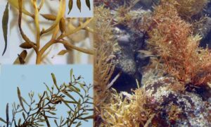 Kattaikkorai (Indian Ocean, Asia, SE Asia) - Not Known - Sargassum swartzii - Type: Seaweeds