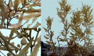 Kattaikkorai - Not Known - Sargassum tenerrimum - Type: Seaweeds