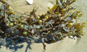 Gulf weed,Gulf weed, Beerentang (German) - Not Known - Sargassum vulgare - Type: Seaweeds