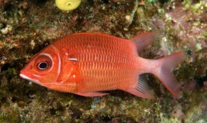 Silverspot squirrelfish, Spot Tailed Soldier Fish, White-tail Squirrelfish - Rupali kathbirali mach (রুপালি কাঠবিড়ালি মাছ) - Sargocentron caudimaculatum - Type: Bonyfish