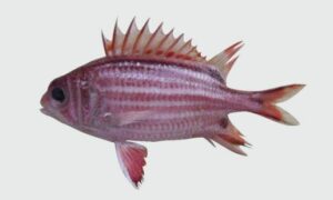 Redcoat, Red soldierfish, Red Squirrelfish - Lal coat (লাল কোট), Soinik mach (সৈনিক মাছ), Lal soinik mach (লাল সৈনিক মাছ) - Sargocentron rubrum - Type: Bonyfish