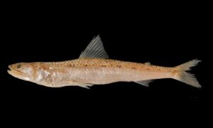 Lesses Lizardfish - Anchila baila (আঁচিলা বাইলা) - Saurida lessepsianus - Type: Bonyfish