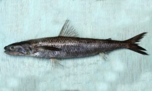 Longfin lizardfish - Anchila baila (আঁচিলা বাইলা) - Saurida longimanus - Type: Bonyfish