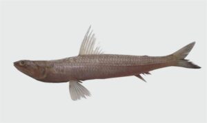 Shortfin lizardfish - Anchila baila (আঁচিলা বাইলা) - Saurida micropectoralis - Type: Bonyfish