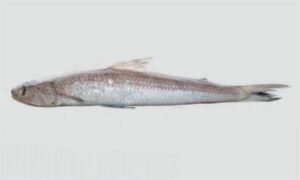 Greater lizardfish, Dog-stick, Lizardfish - Sada anchila macch (সাদা আঁচিলা মাছ), Tiktiki macch (টিকটিকি মাছ), Koniari (কোনিয়ারি) - Saurida tumbil - Type: Bonyfish