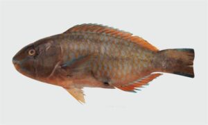 Blue-barred parrotfish - Nil tiya machh (নীল টিয়া মাছ) - Scarus ghobban - Type: Bonyfish