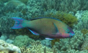 Common parrotfish - Tiya mach (টিয়া মাছ) - Scarus psittacus - Type: Bonyfish